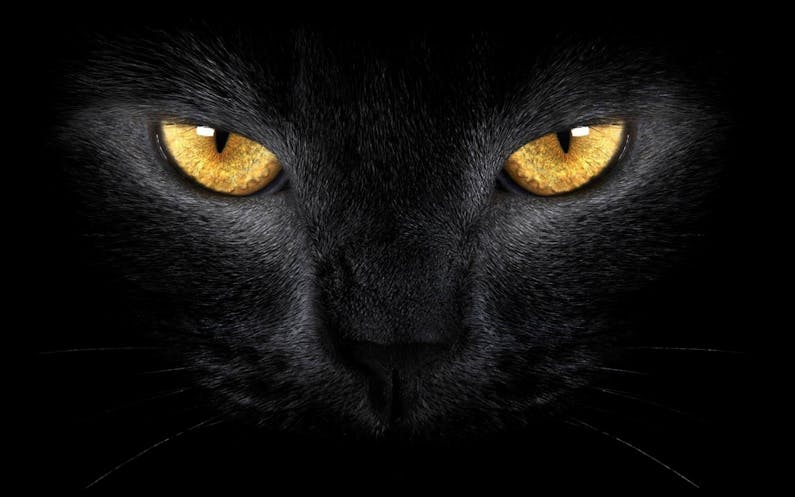 Image of the event 'Championship Cat and Kitten Show'