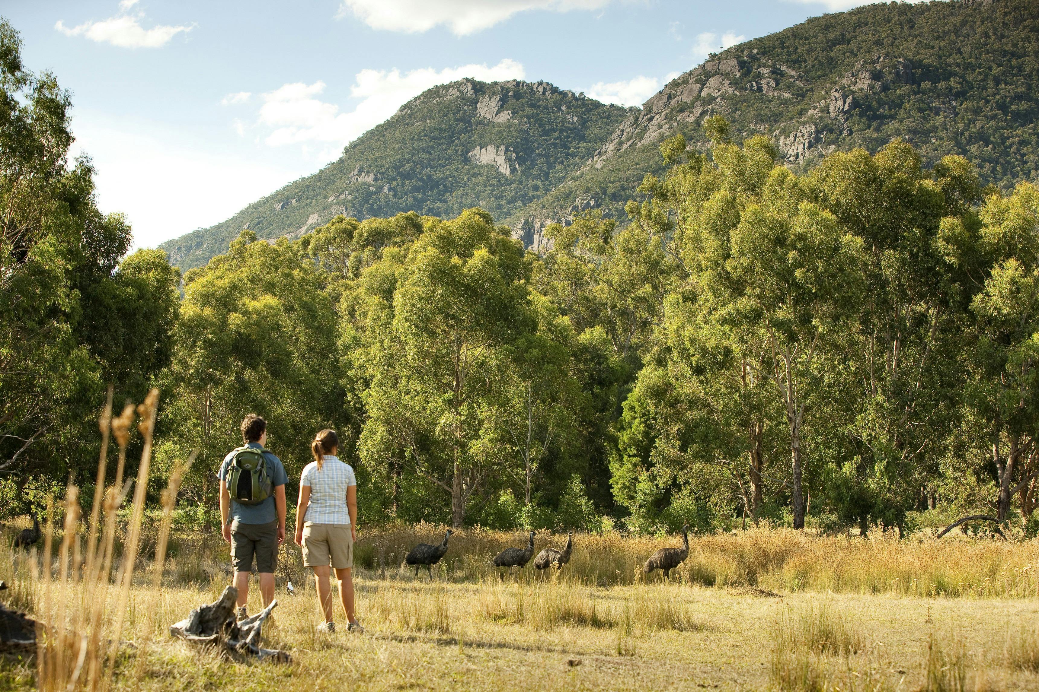 Visitors viewing the Grampians from Brambuk