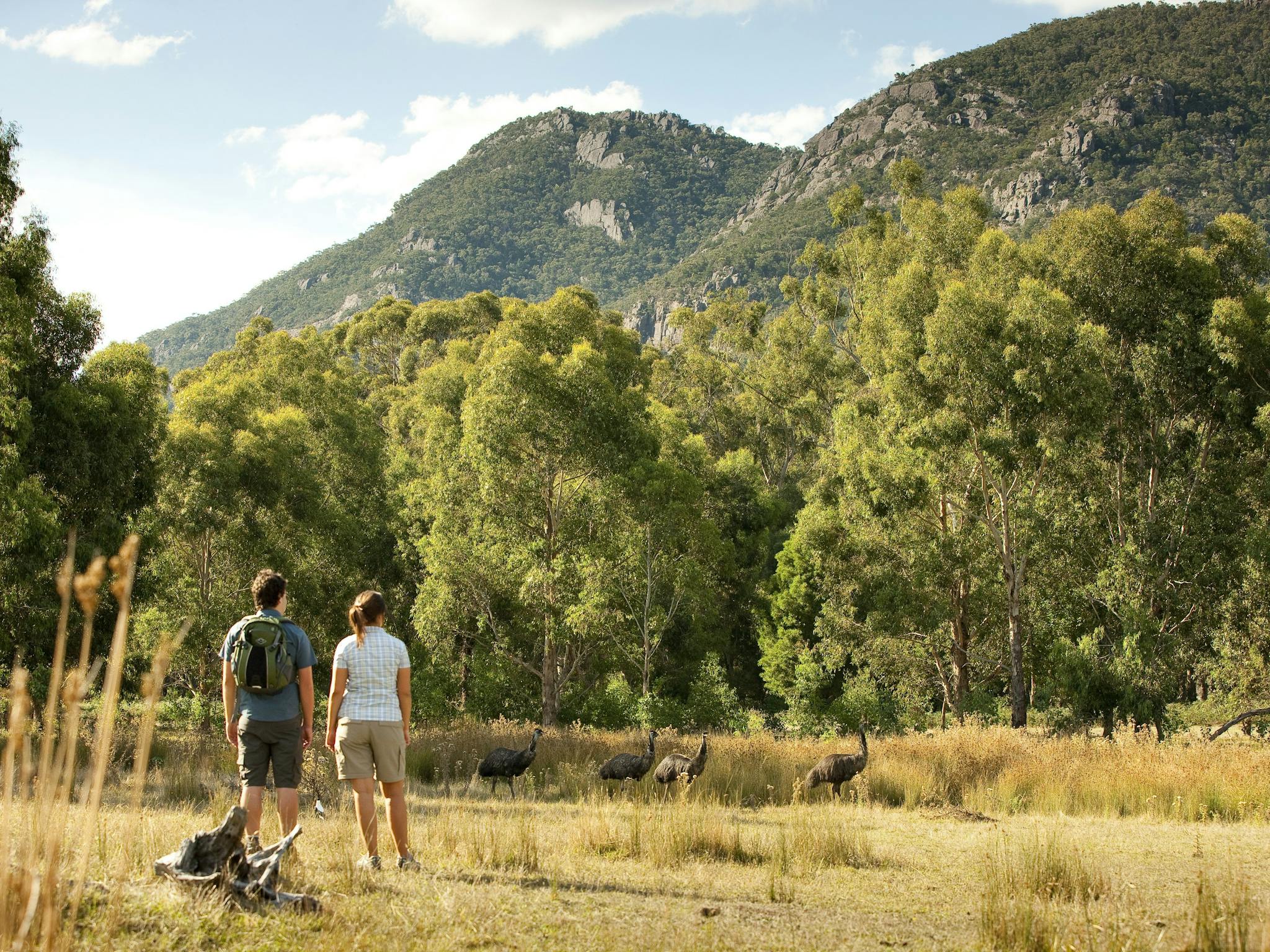 Visitors viewing the Grampians from Brambuk