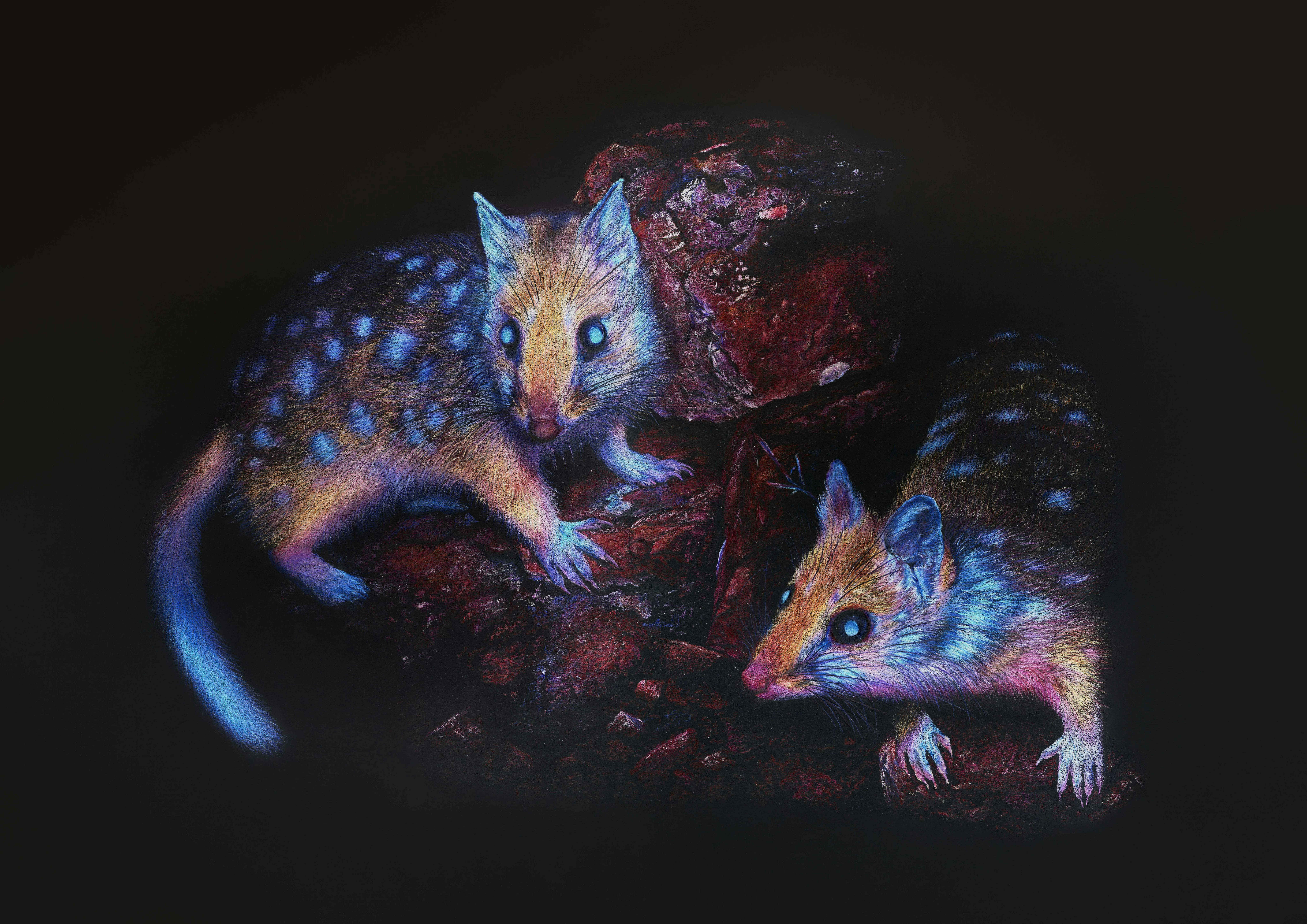 Coloured pencil drawing of two quolls at night
