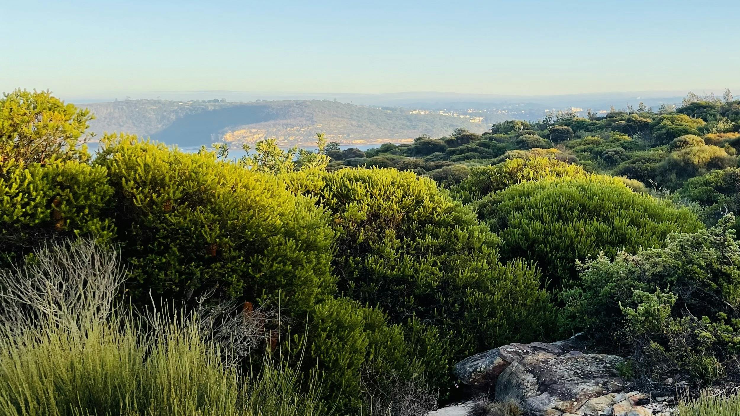 Dichtes Buschland von Sydney