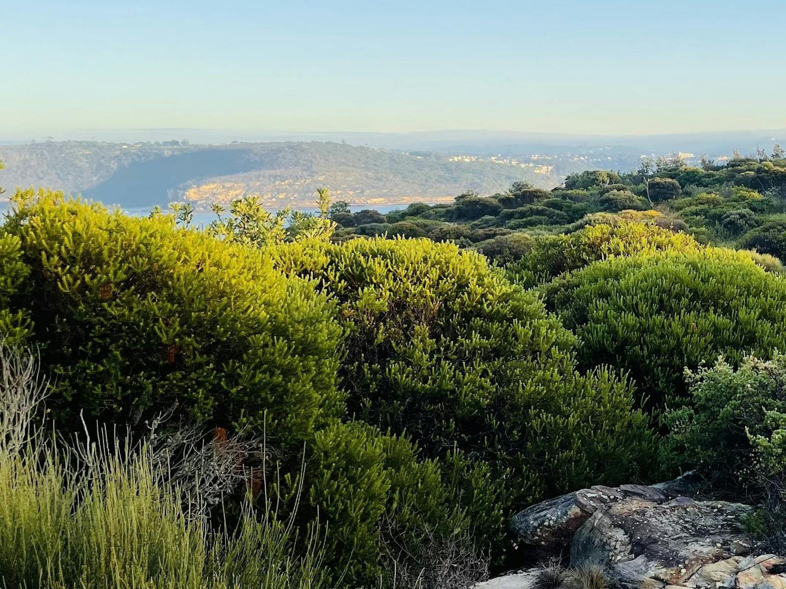 Dense bushland of Sydney