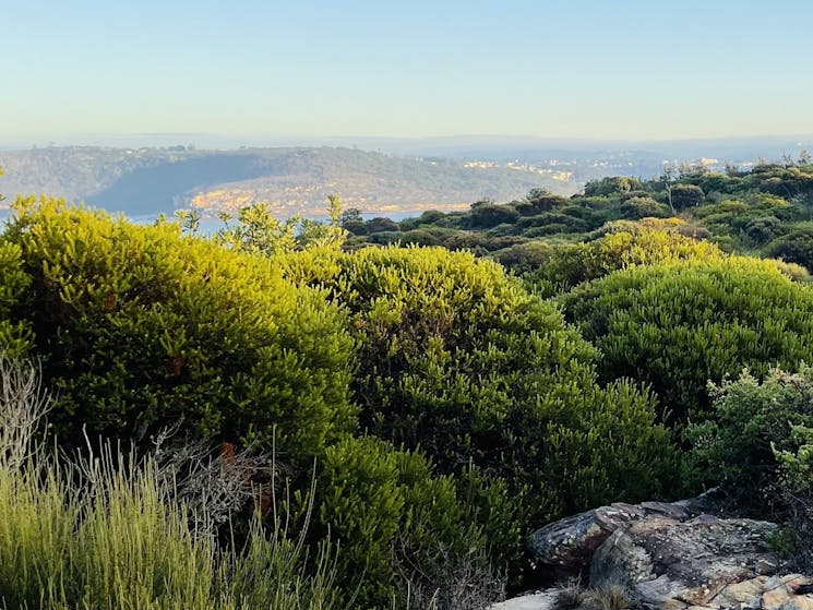 Dense bushland of Sydney