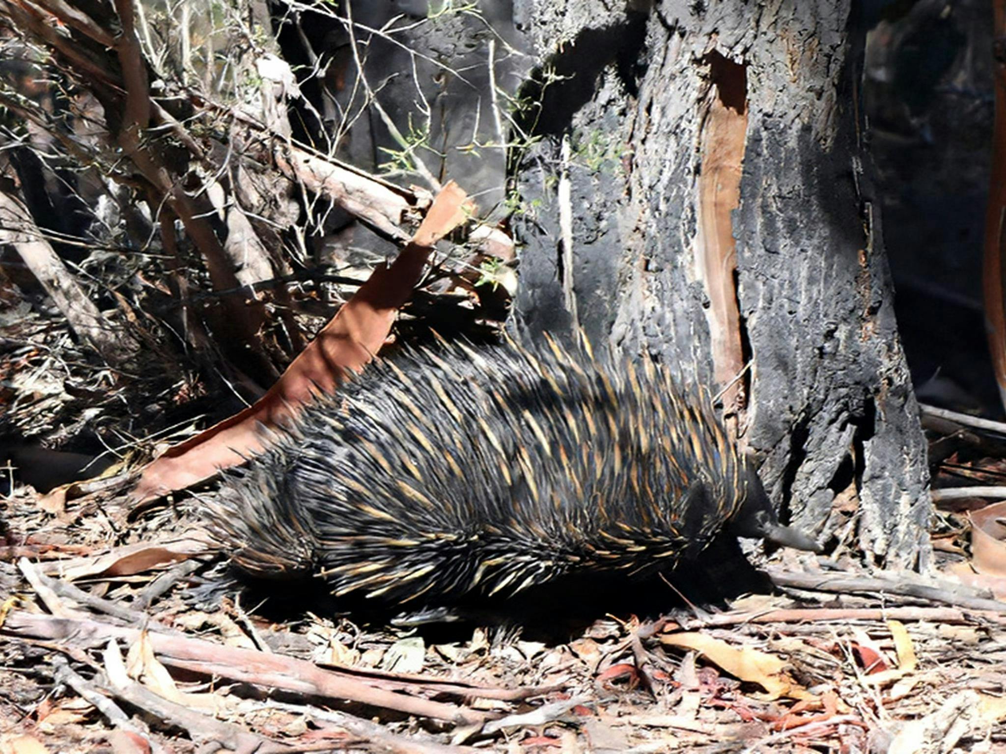 Echidnas can be seen foraging  in the leaf litter in the woodlands of outback Brindingabba National