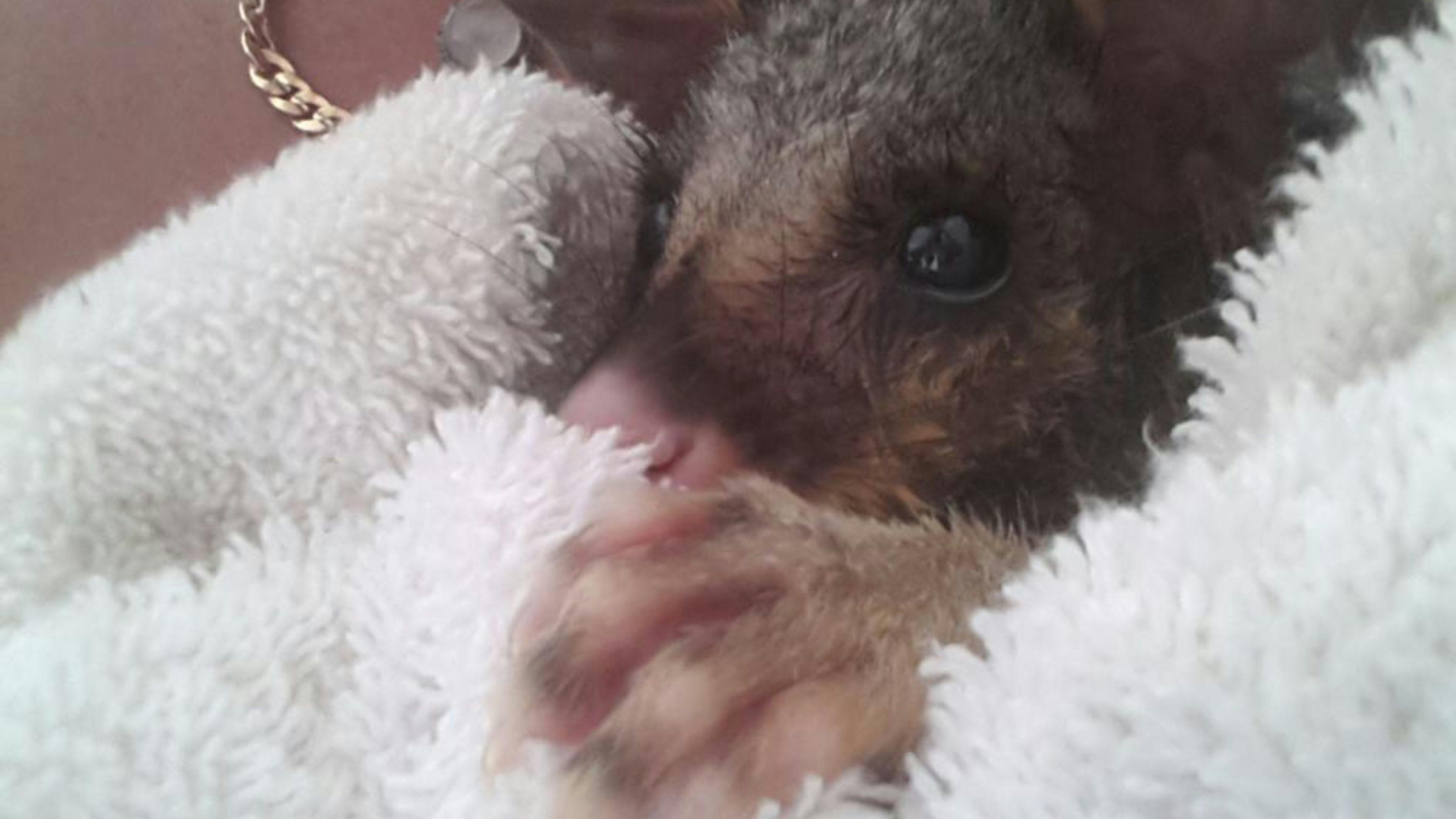 Echoes in the Valley Gatton Qld