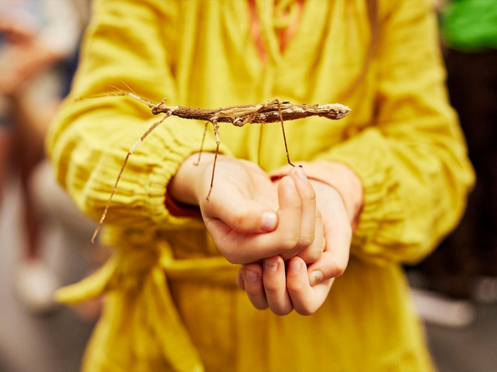 Person holding stick insect