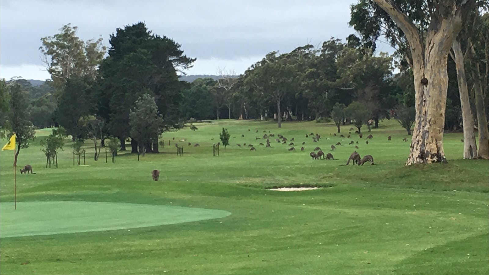 The Country Club - St Georges Basin