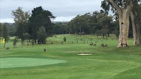 St Georges Basin Country Club