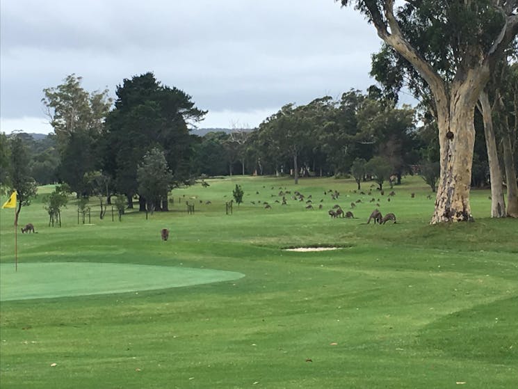 St Georges Basin Country Club