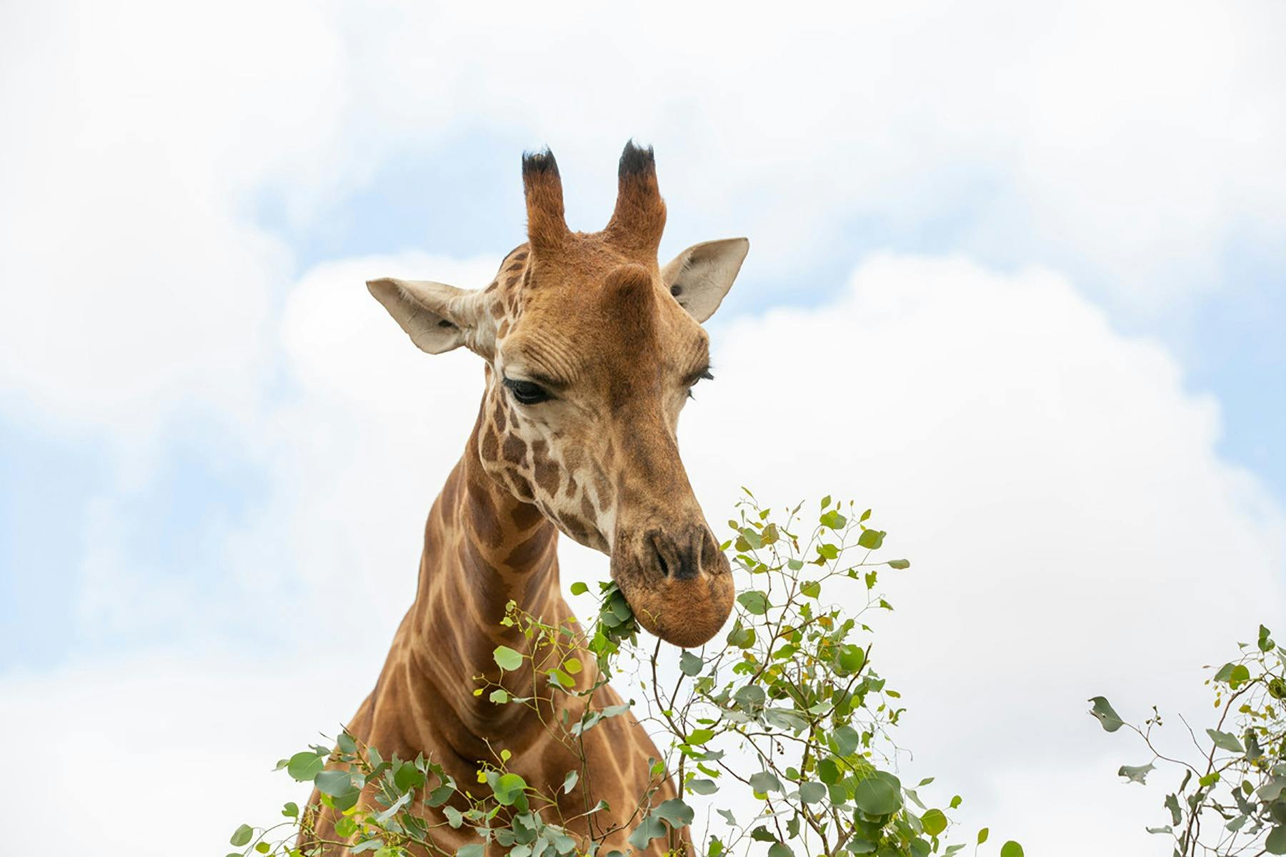Giraffe eating leaves