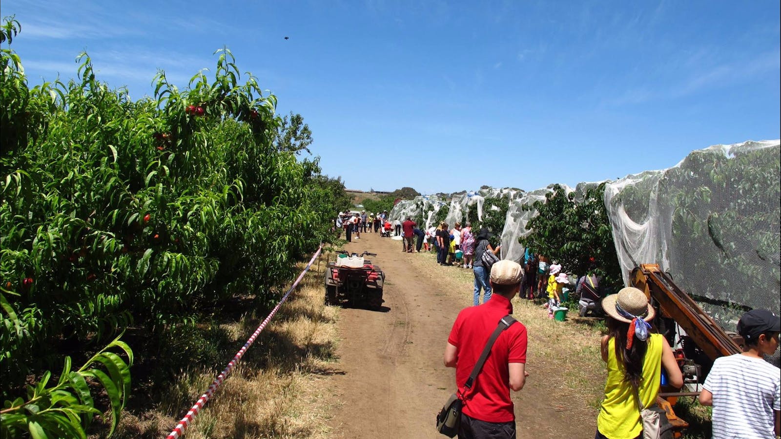 Payne's Orchards