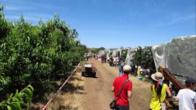 Payne's Orchards