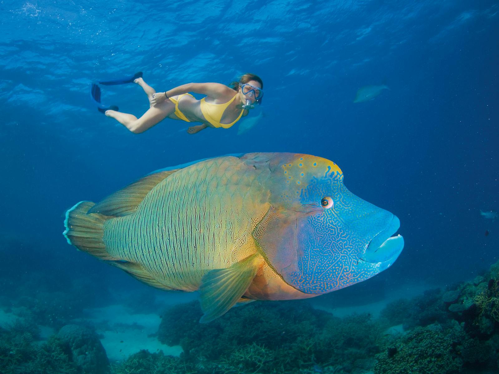 Agincourt Reef - Wrasse
