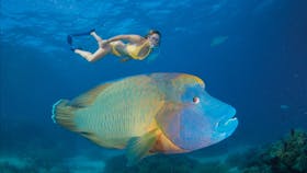 Agincourt Reef