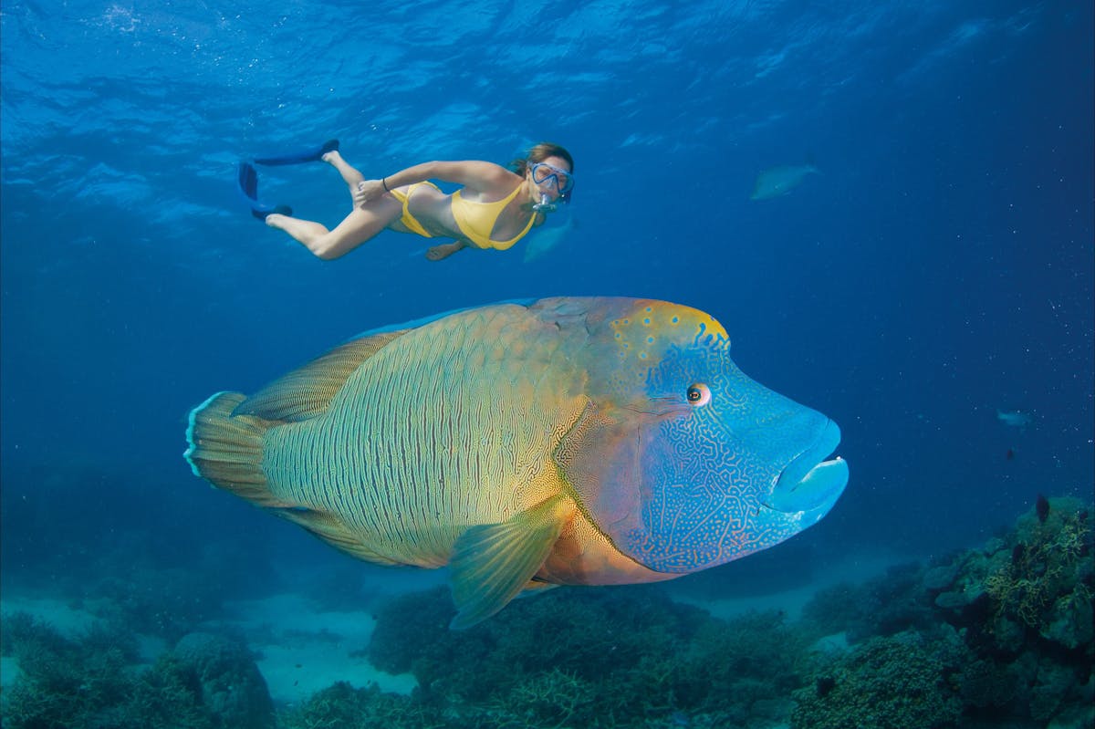 Agincourt Reef - Wrasse