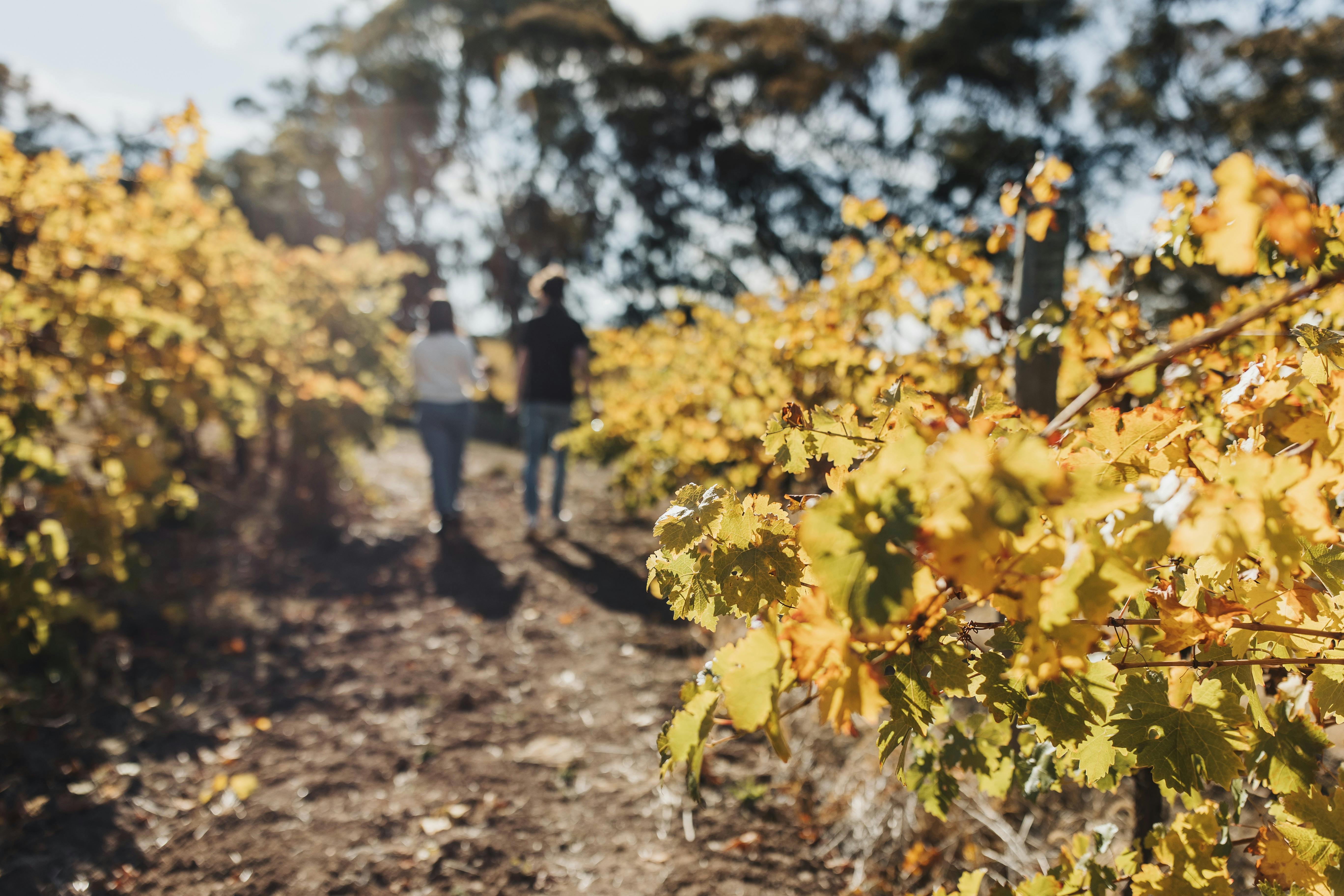 An autumn (yellow) vineyard with a person walking through with a guide