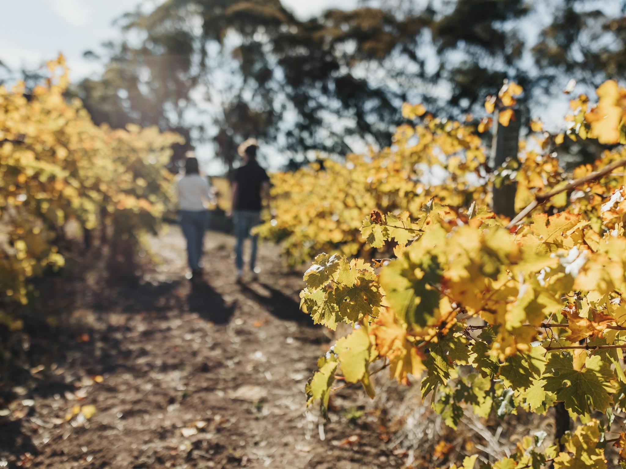 An autumn (yellow) vineyard with a person walking through with a guide