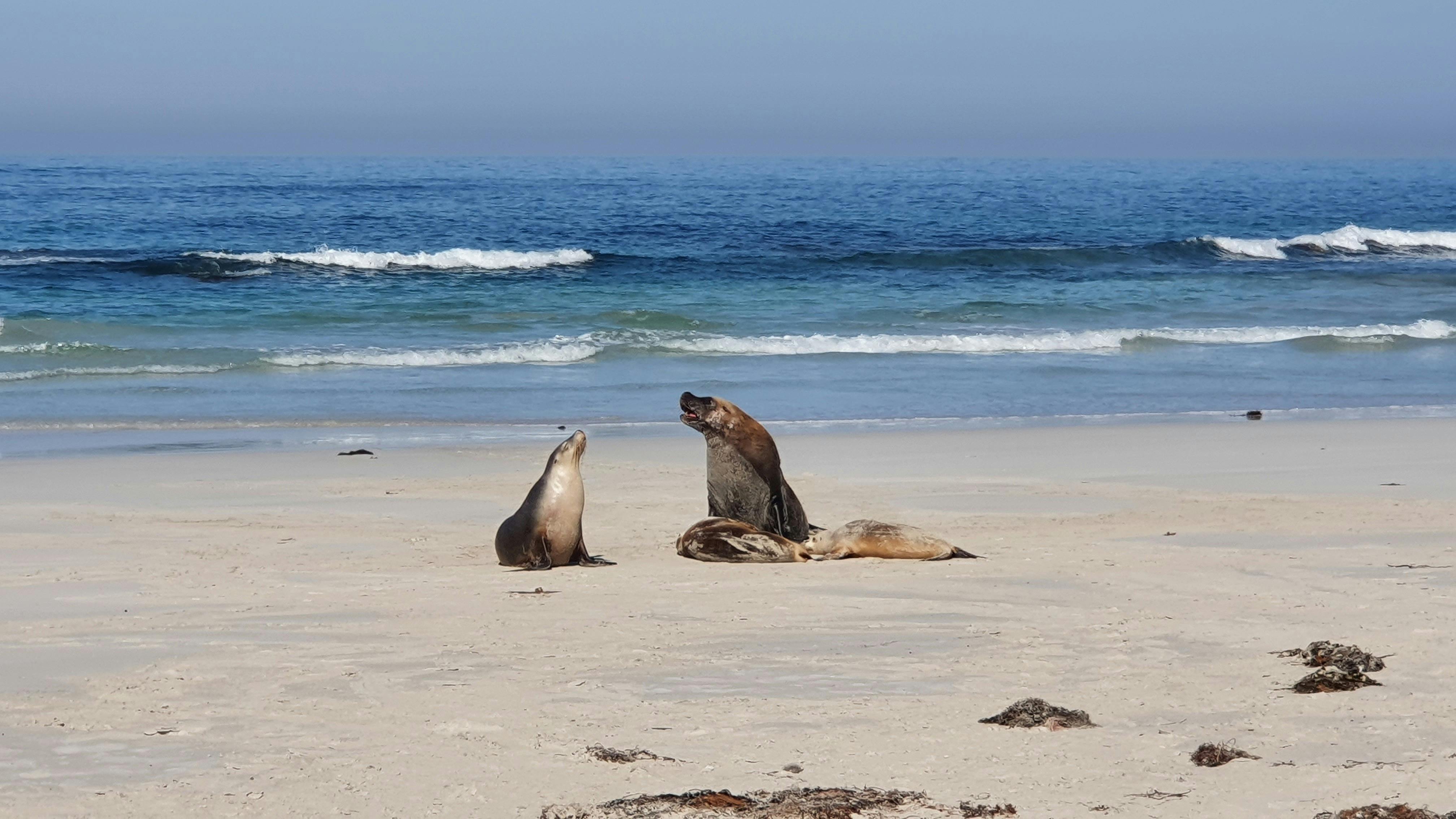 Seal Bay, Kangaroo Island