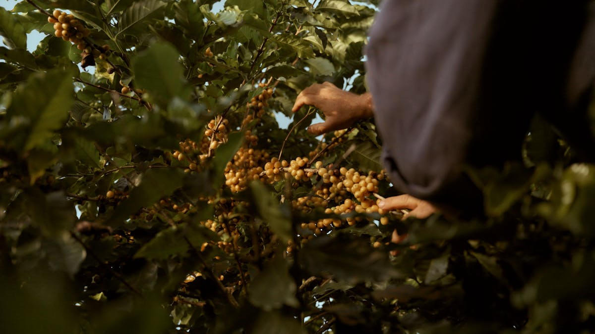 Coffee cherries growing on an Arabica coffee tree at the Jack Murat farm in Far North Queensland.