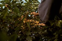Coffee cherries growing on an Arabica coffee tree at the Jack Murat farm in Far North Queensland.