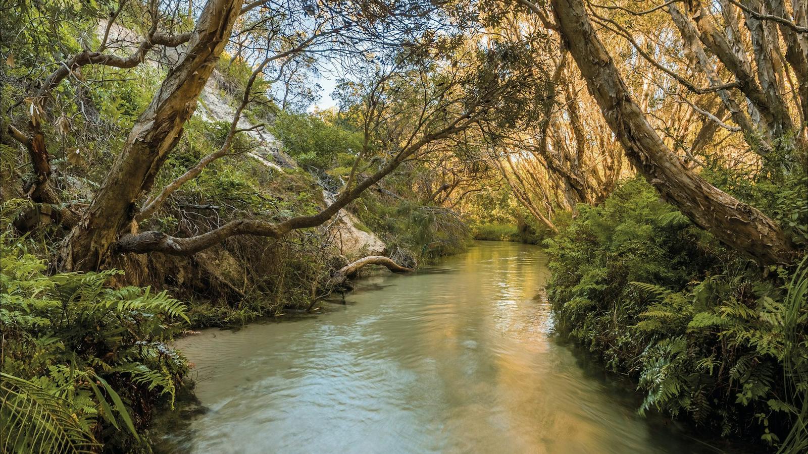 Eli Creek, Fraser Island.
