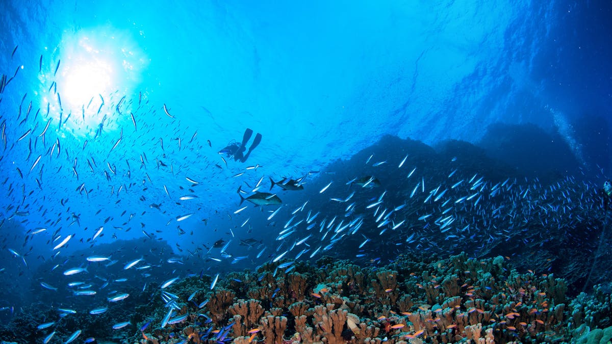 Scuba Diver with Reef Fish