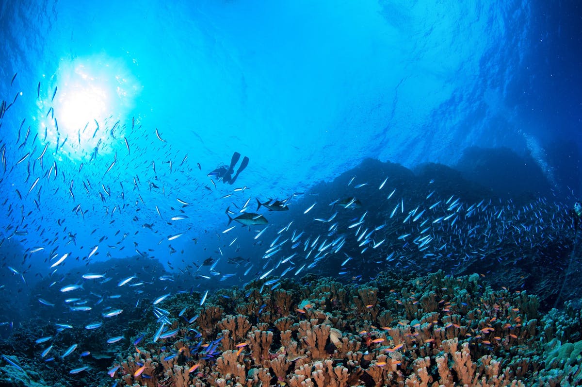 Scuba Diver with Reef Fish