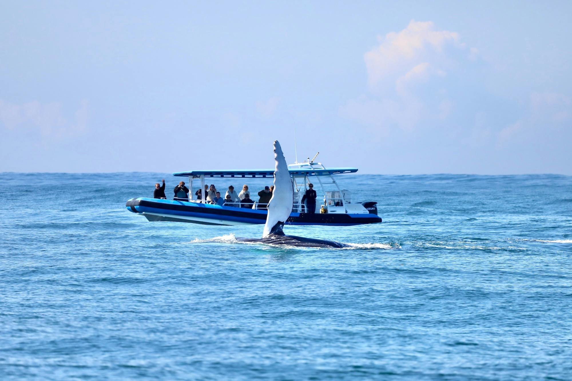 Early Whale Season Discount!