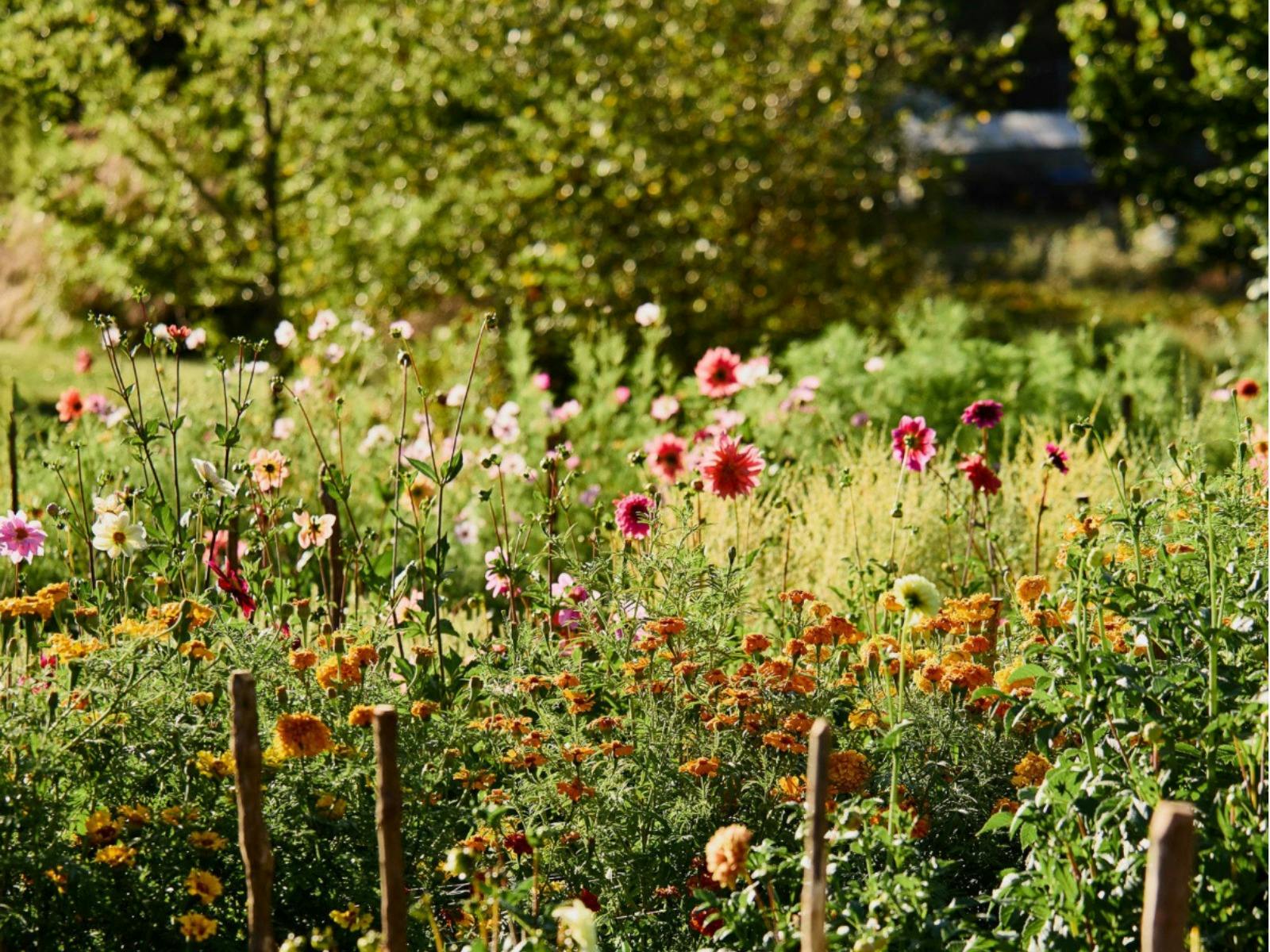 Flowers at Earthenry Farm