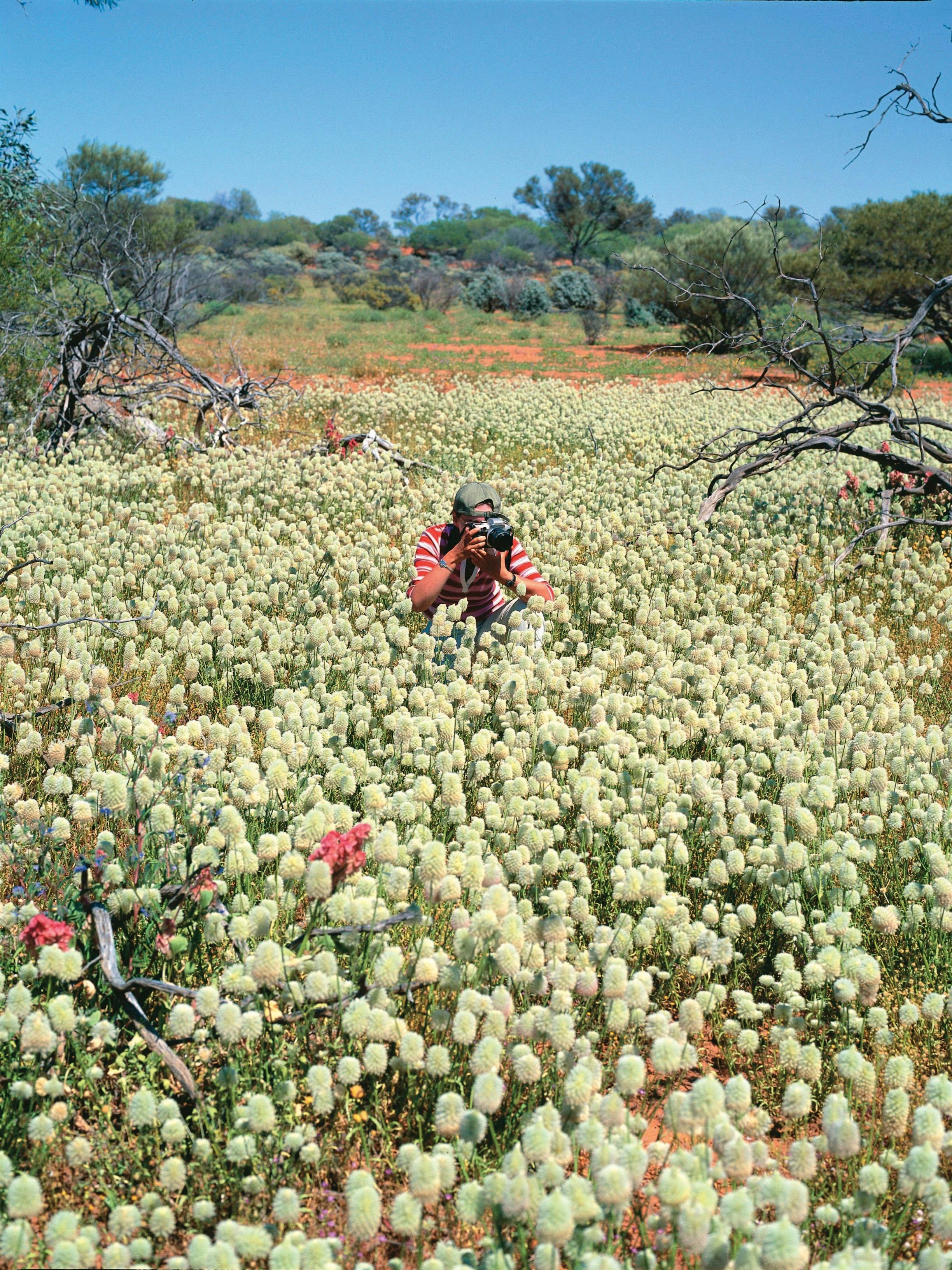 Northern Explorer Wildflower Trail, Paynes Find, Western Australia
