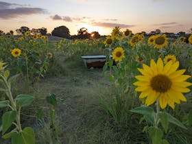 Sunset at Mudgee sunflowers with the field of sunflowers and old bath tub
