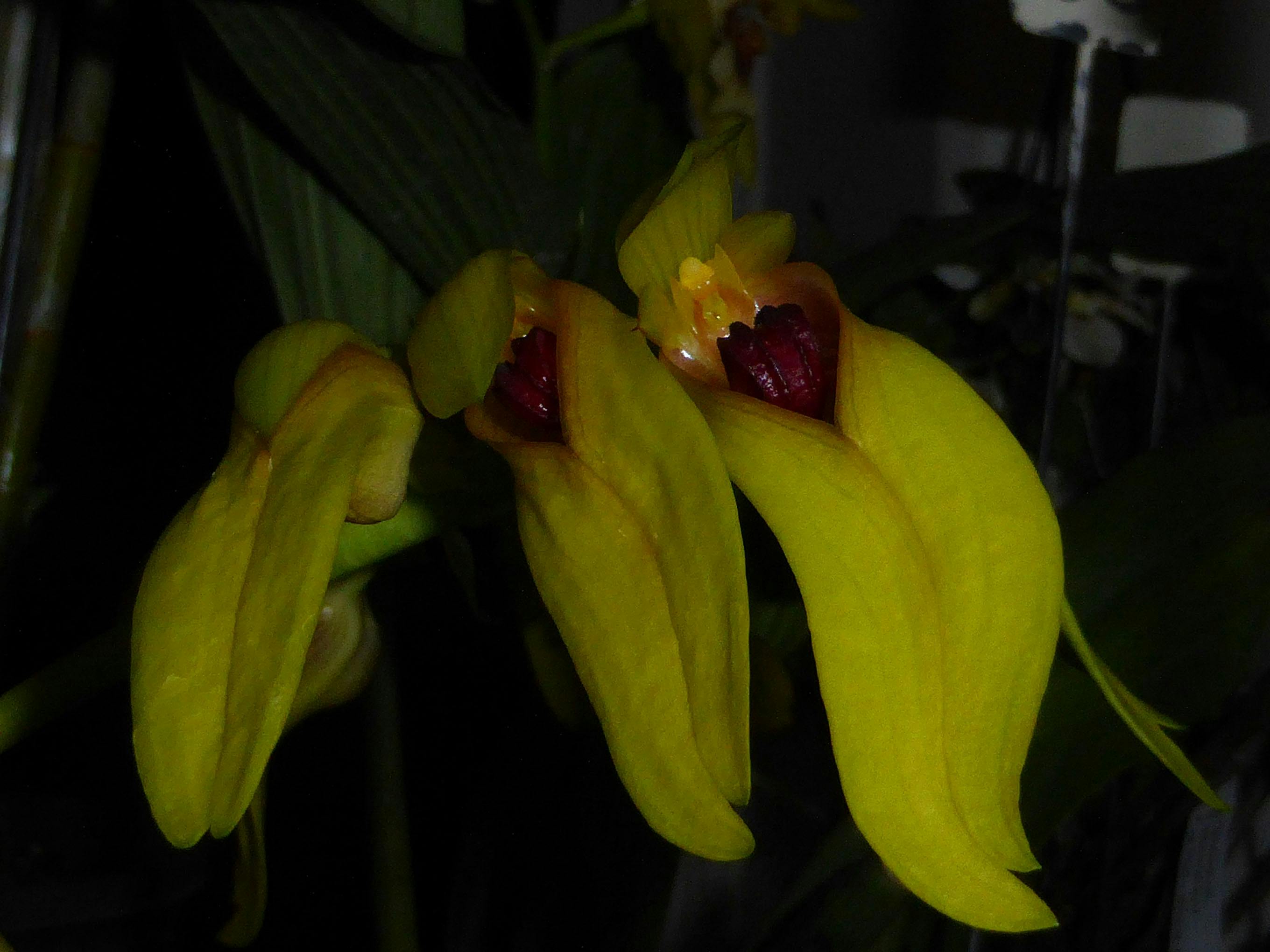 Bulbophyllum