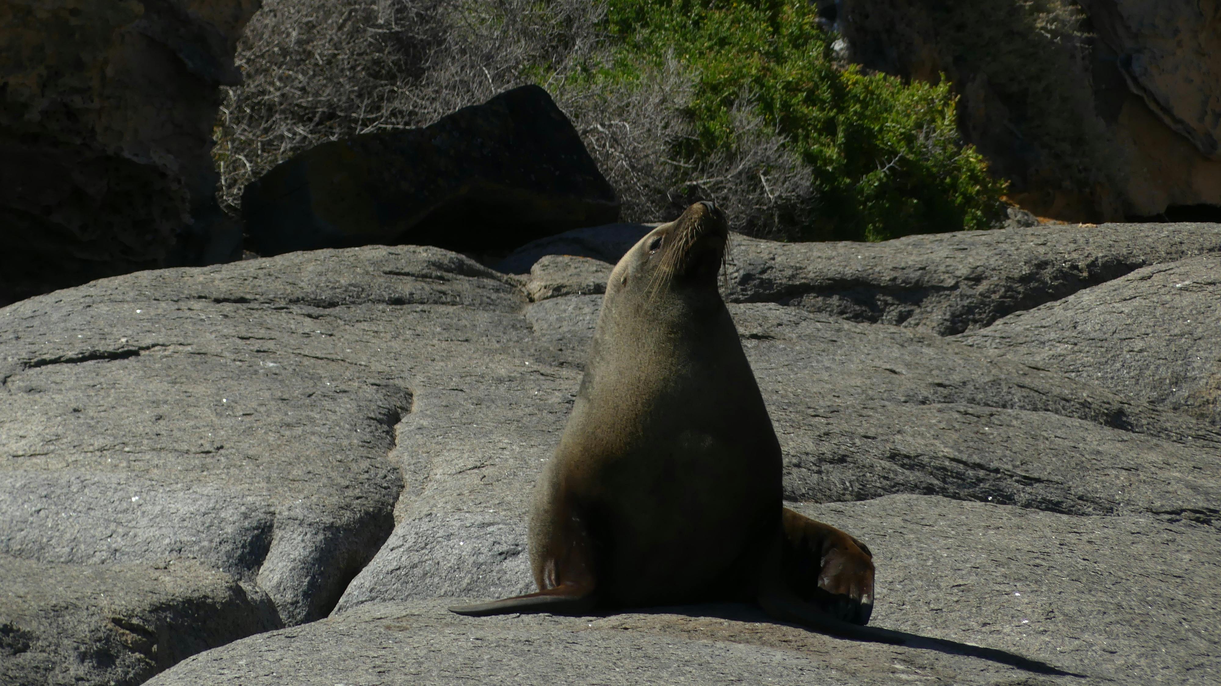 Seals and sea lions offshore islands