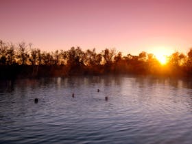 Purple skies at Dalhousie Springs, Witjira National Park