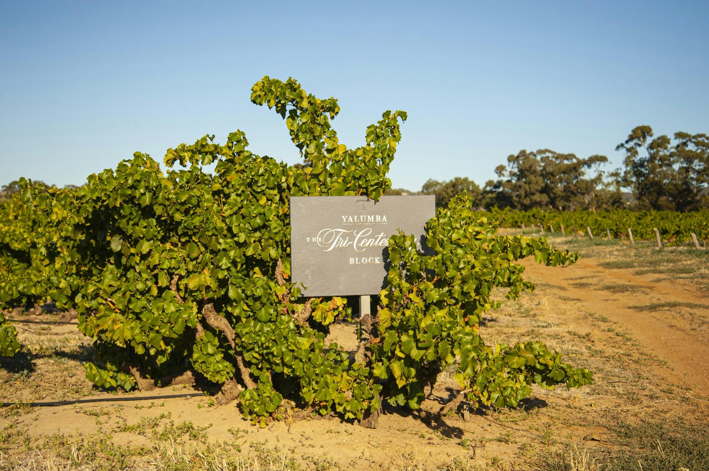 Yalumba Tri-centenary Grenache Vineyard Block