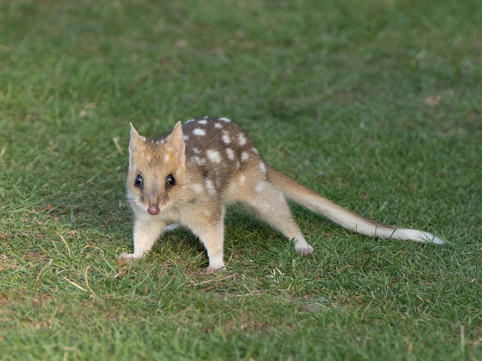 faun eastern quoll