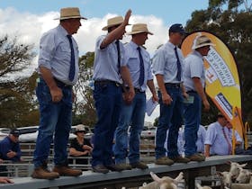 Naracoorte Regional Livestock Exchange