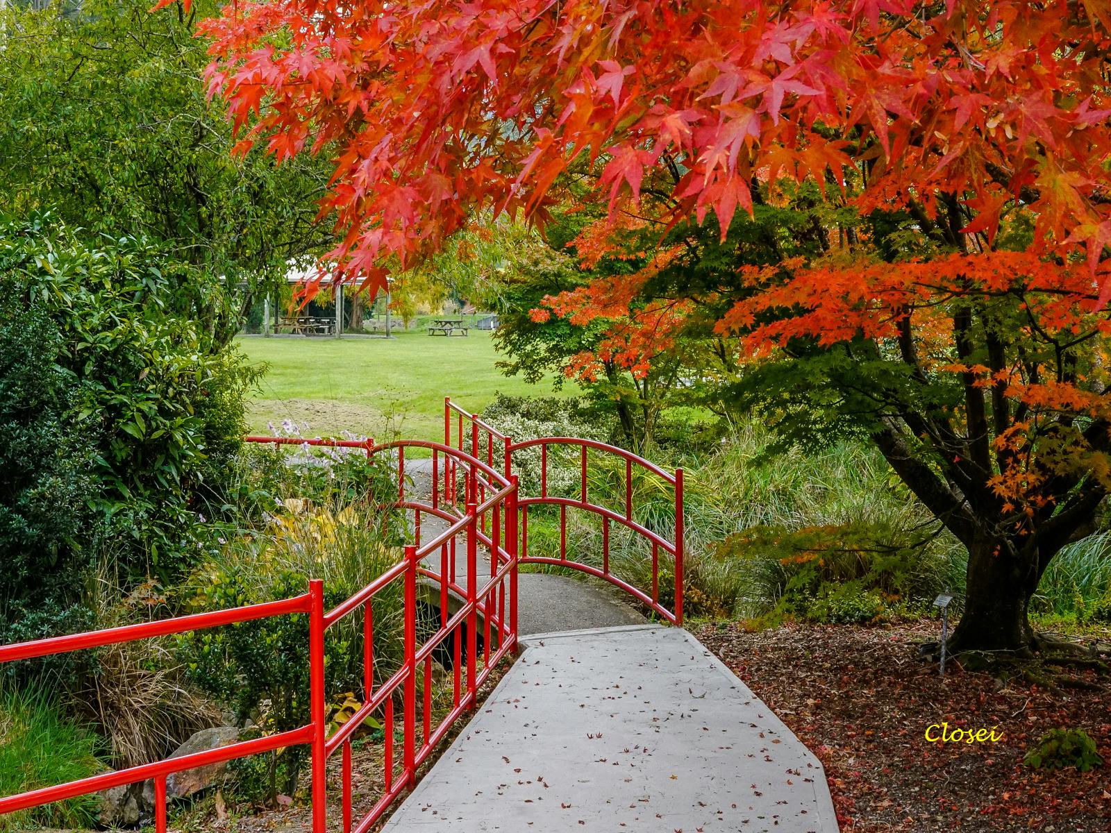 Japanese maples in autumn