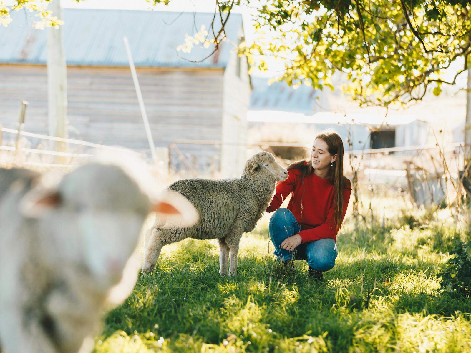 Our pet lambs are always happy to help out with the mowing