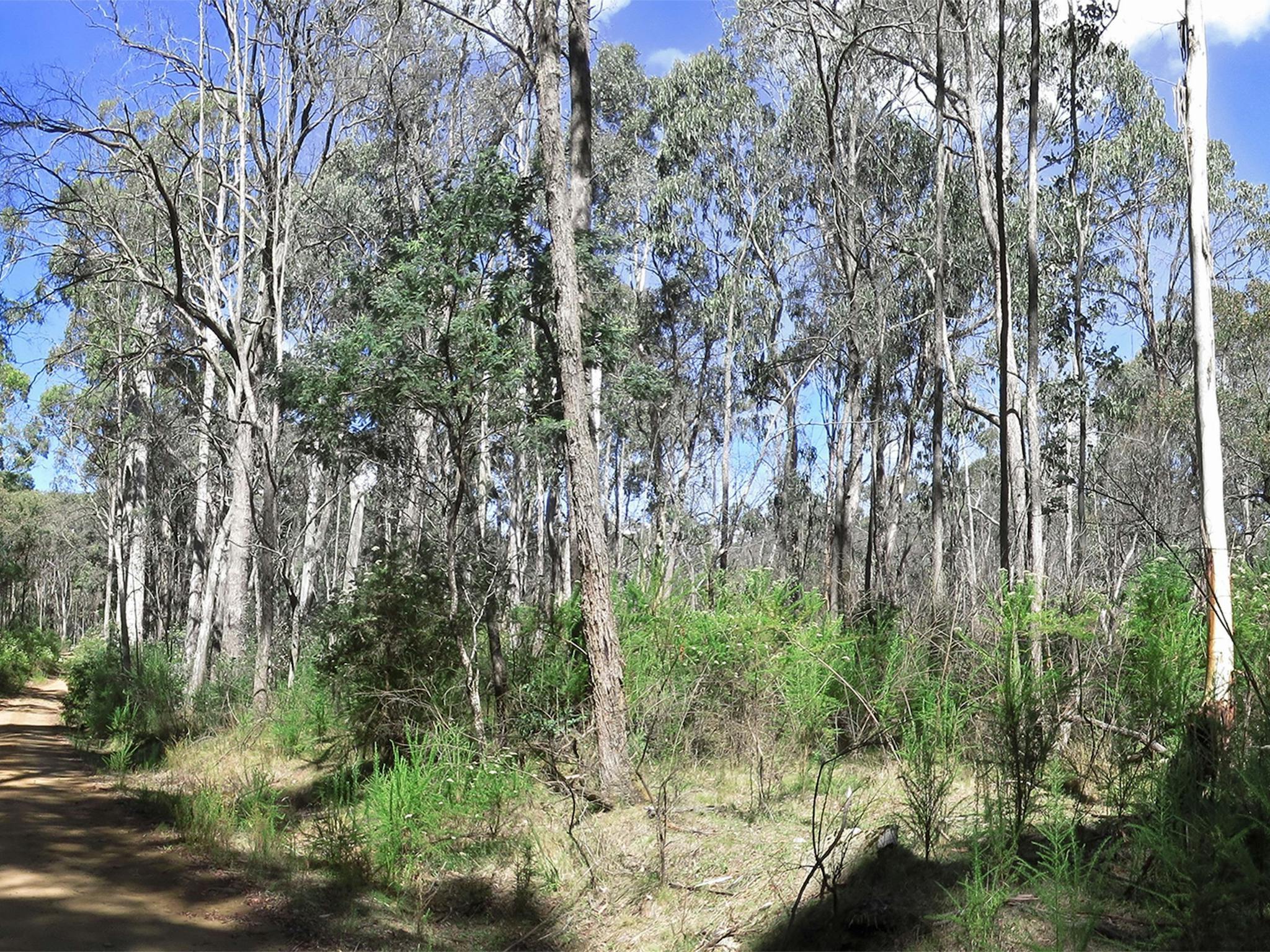 Mt Samaria State Park