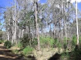Blue Range Camping and Picnic Area