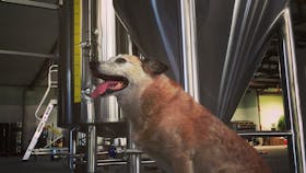 Dog with fermenters