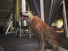 Dog with fermenters