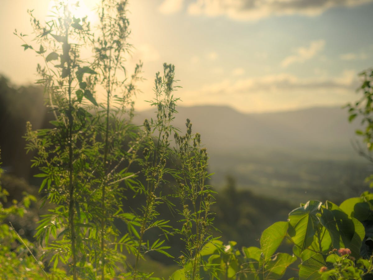 The sun shining on views from the Samford Valley Rail Trail