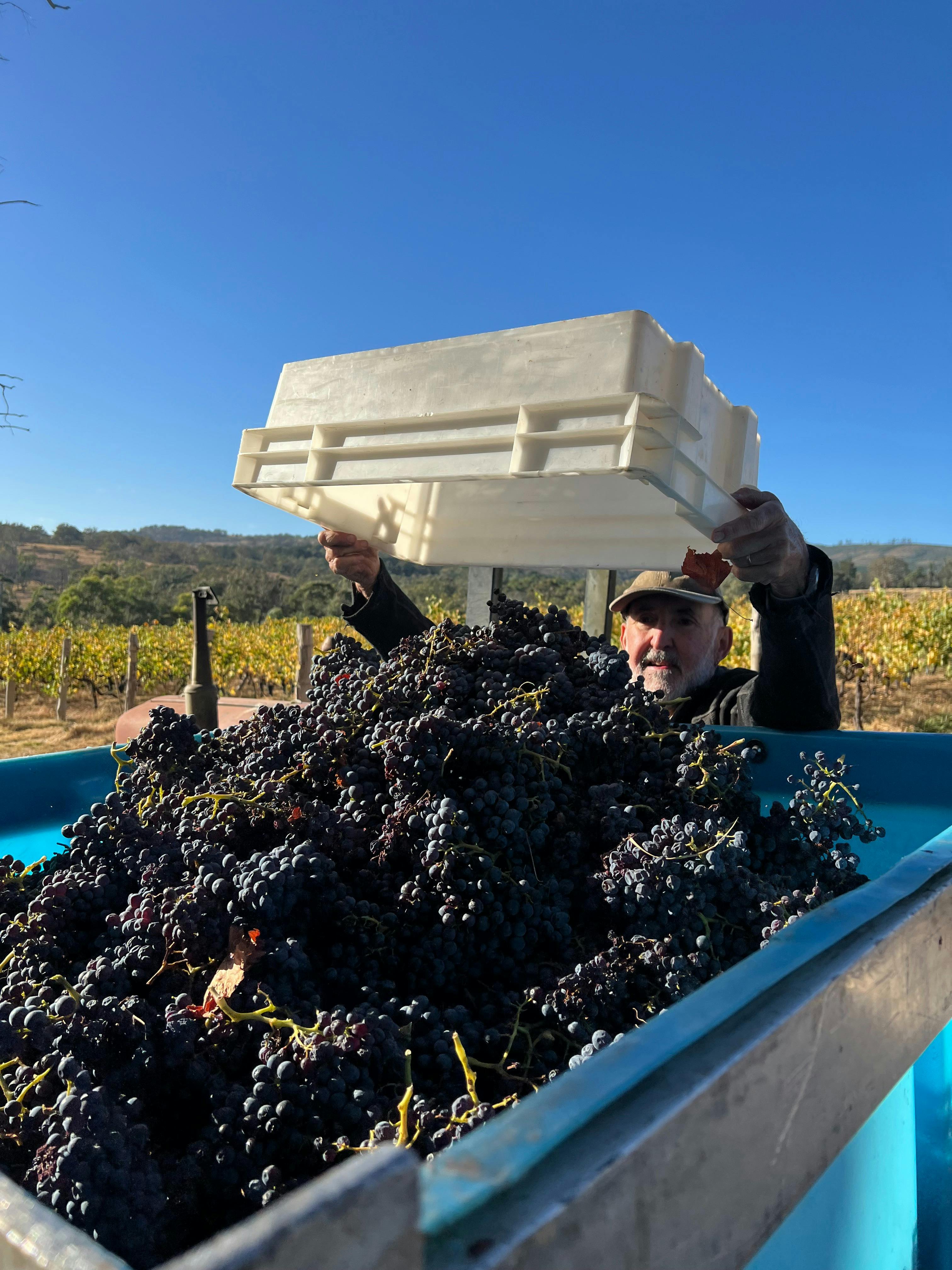 쉬라즈 포도가 아주 좋아 보이네요