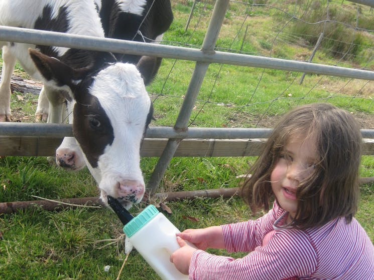 Bottle feeding calves