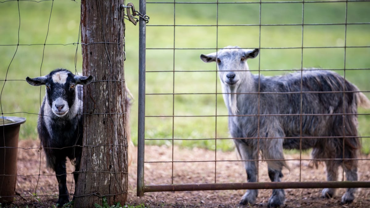 Our Farm Goats