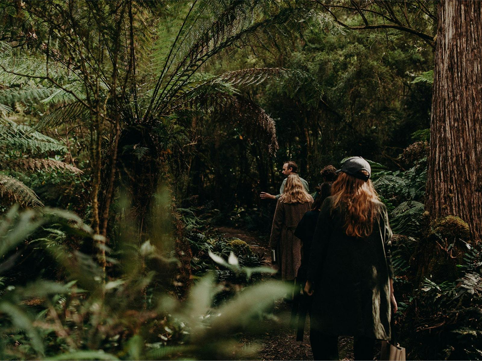 Dense rainforest walk amongst tall ferns.