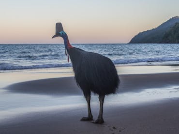 Cassowary in the beach Cassowary in the beach