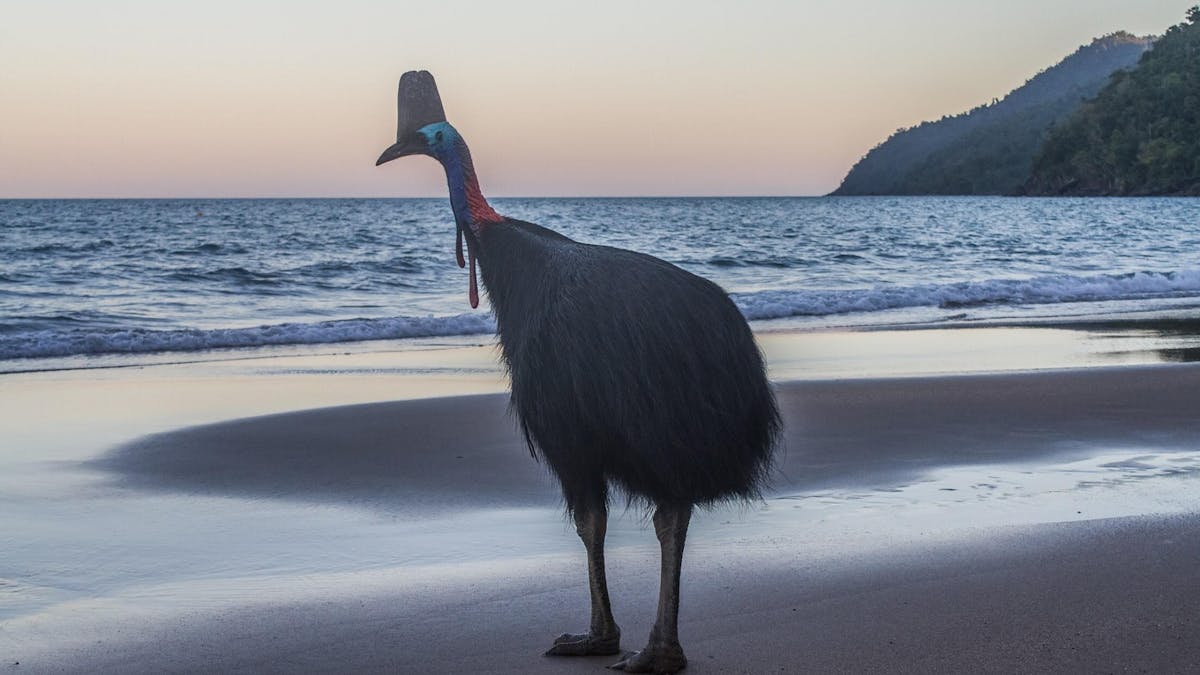 Cassowary in the beach
